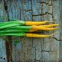 [233] Yellowstone Carrots (Daucus carota var. sativus)