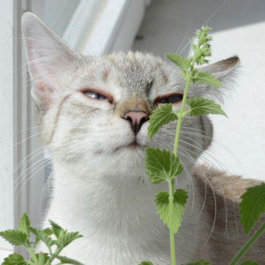 Cataire (Nepeta cataria)