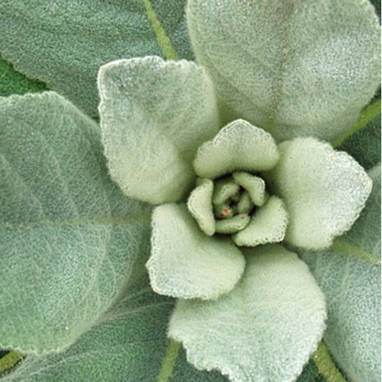 Mullein (Verbascum tapus)