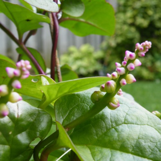 Épinard de Malabar ( Basella rubra)