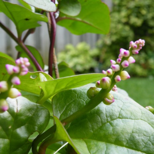 Malabar spinach (Basella rubra)