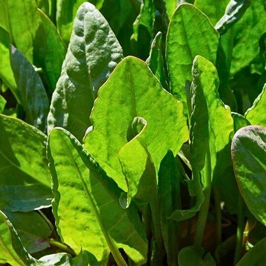 French Sorrel (Rumex acetosa)