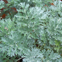 [001] Absinthe (Artemisia absinthium)