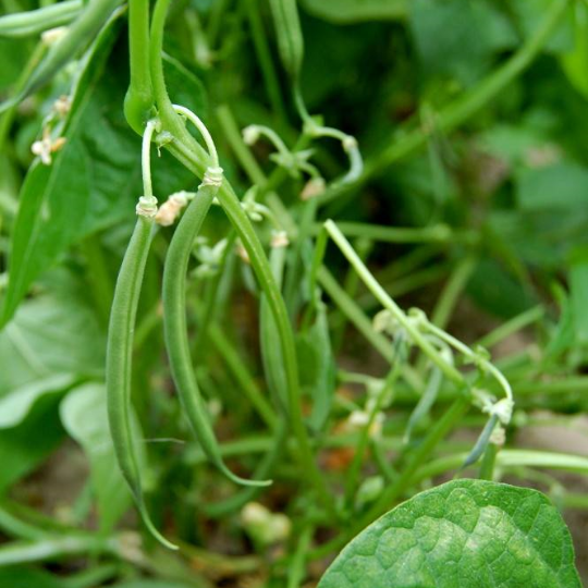 Comtesse de Chambord Bush Bean (Phaseolus vulgaris)