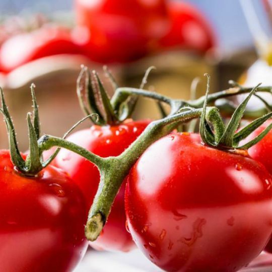 Tomate Mon Plaisir (Solanum lycopersicum)