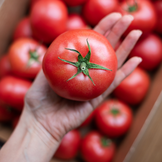 Tomate Canabec Rose (Solanum lycopersicum)