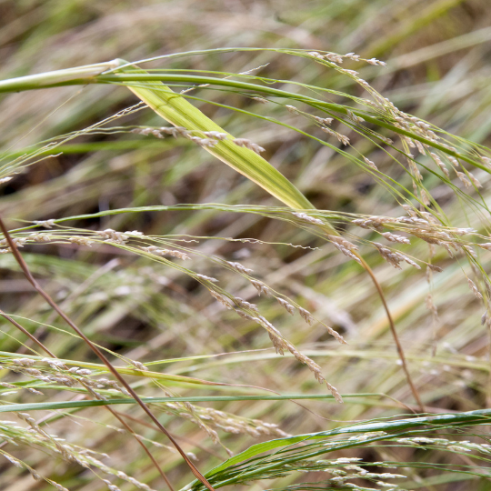 Teff (Eragrostis tef)