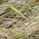 Teff (Eragrostis tef)