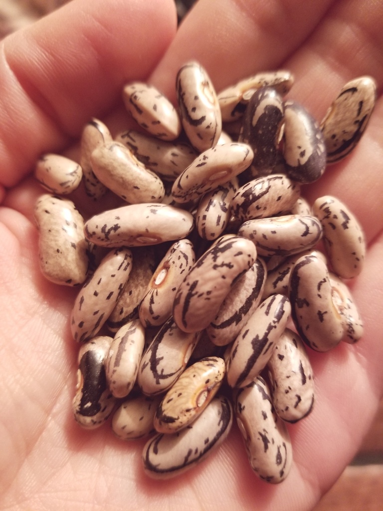 Haricot grimpant des Paysannes (Phaseolus vulgaris)