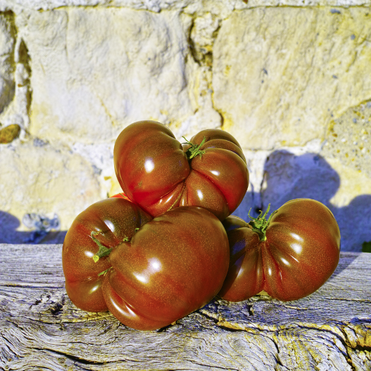 Tomate 'Noire de Crimée' ( Solanum lycopersicum ' Noire de Crimée')