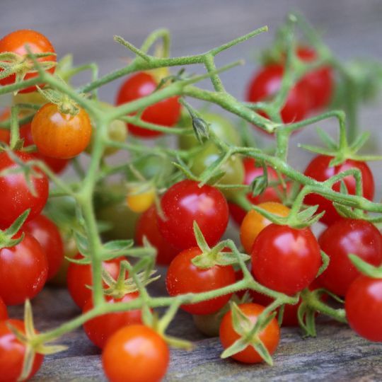 Gooseberry tomato (Solanum pimpinellifolium)
