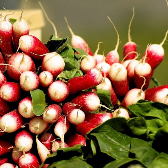 Radish D'Avignon (Raphanus sativus)