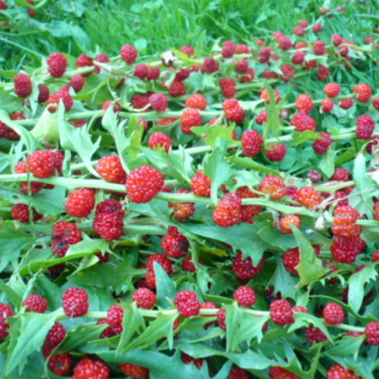 Strawberry spinach (Chenopodium capitatum)