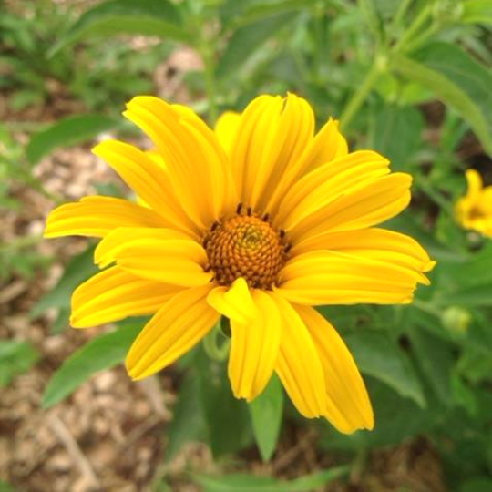 Héliopsis faux-hélianthe (Heliopsis helianthoides)