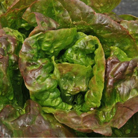 Baquieu lettuce (Lactuca sativa)