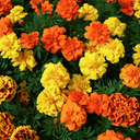 [140] Tagetes (Tagetes sp.)