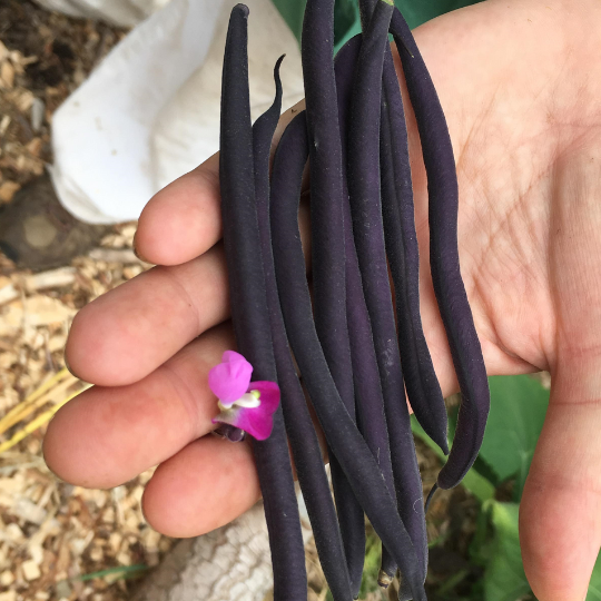 Haricot nain Velour (Phaseolus vulgaris)