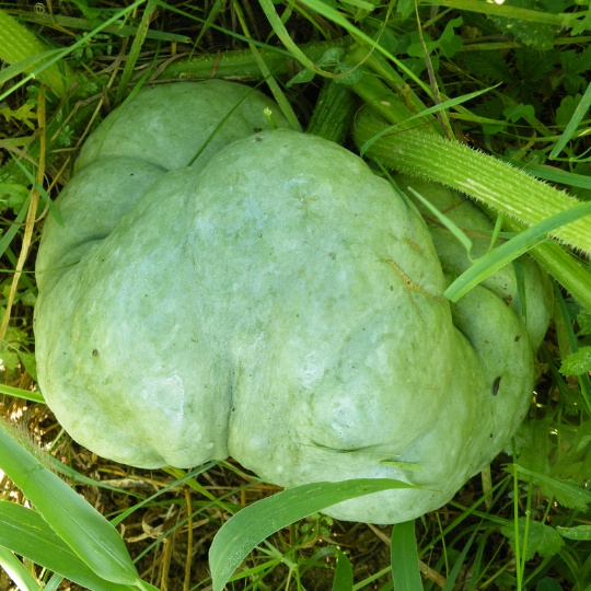 'Triamble' squash (Cucurbita maxima 'Triamble')