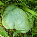 [075] Triamble squash (Cucurbita maxima)