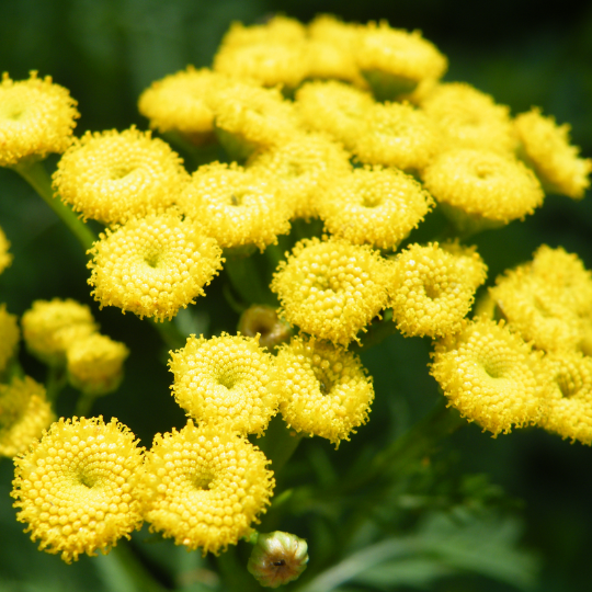 Common tansy (Tanacetum vulgare)