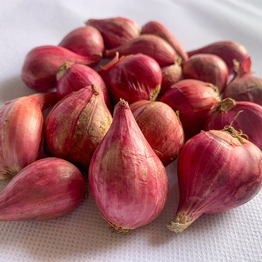 Onion 'Catawissa' (Allium x proliferum, syn. Allium cepa var. proliferum)