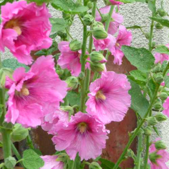 Hollyhock (Alcea rosea)