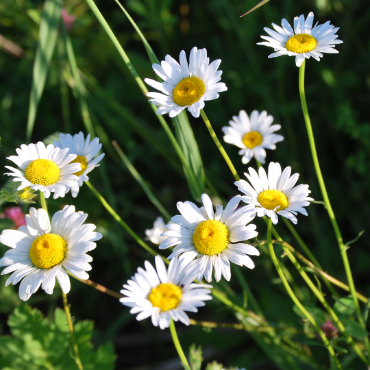 Marguerite des champs (Leucanthemum vulgare)