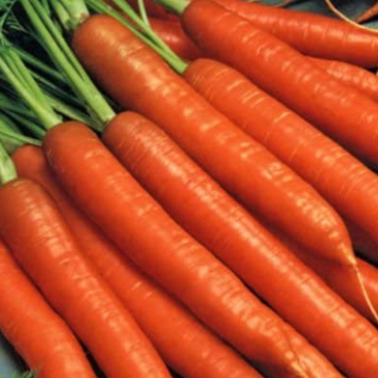 Scarlett Nantes Carrots (Daucus carota var. sativus)