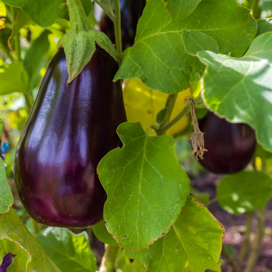 Aubergine Mordon Midget (Solanum melongena)