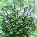 [026] Holy Basil (Ocimum sanctum)