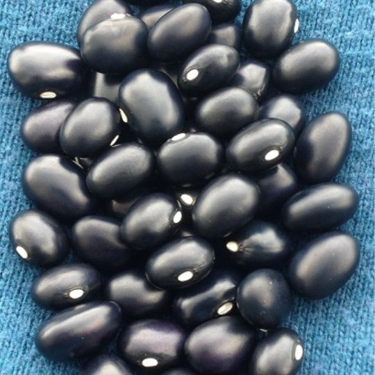 Haricot nain Black Coco (Phaseolus vulgaris)