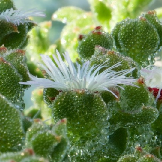 Ficoïde Glaciale (Mesembryanthemum crystallinum)