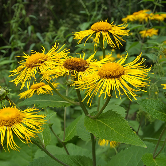 Elecampane (Inula helenium)