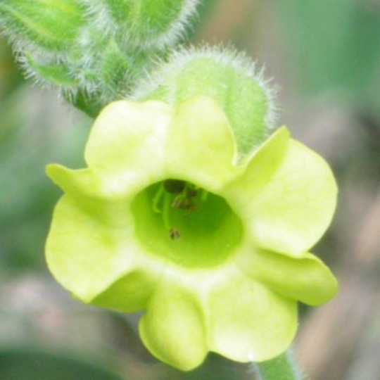 Tabac Sacré Mapacho (Nicotiana rustica)