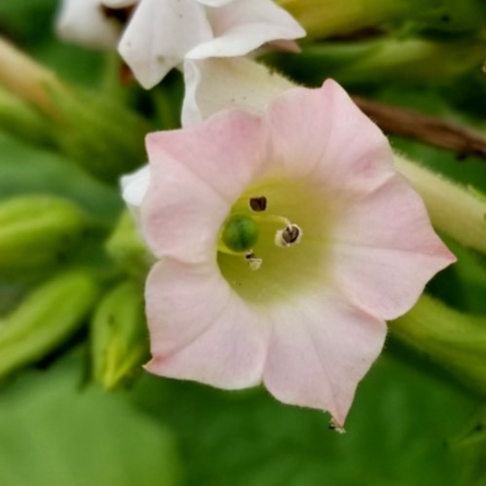 Tabac Hav* Ahna (Nicotiana tabacum)