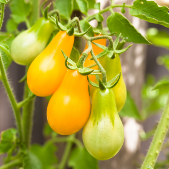 Poire jaune Cherry Tomato (Solanum lycopersicum)