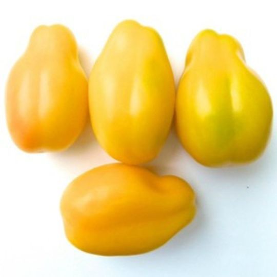 Yellow Bell Tomato (Solanum lycopersicum)