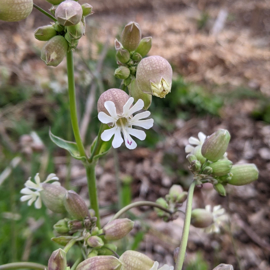 Bladder campion ( Silene vulgaris)