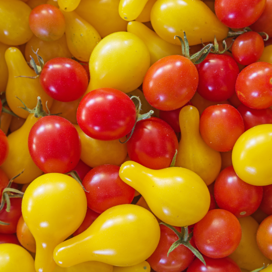 Mixture of "Je Capote" cherry tomatoes (Solanum lycopersicum et/ou pimpinellifolium)