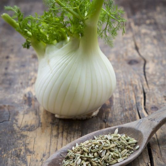 Bulbous fennel (Foeniculum vulgare)