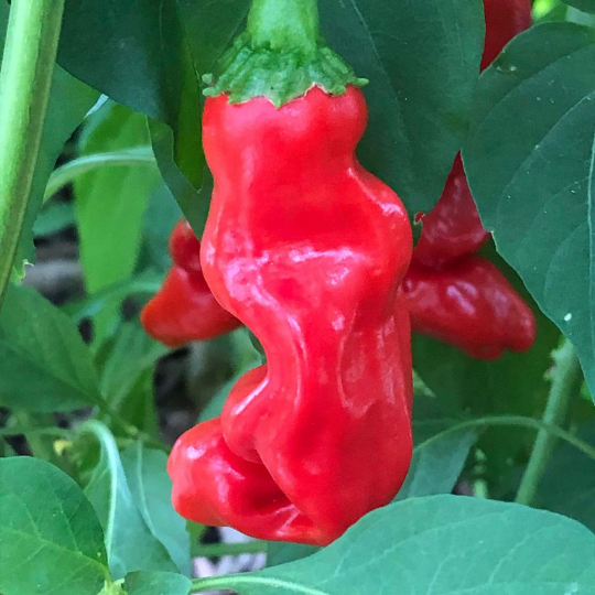 Pepper Penis (Capsicum anuum)