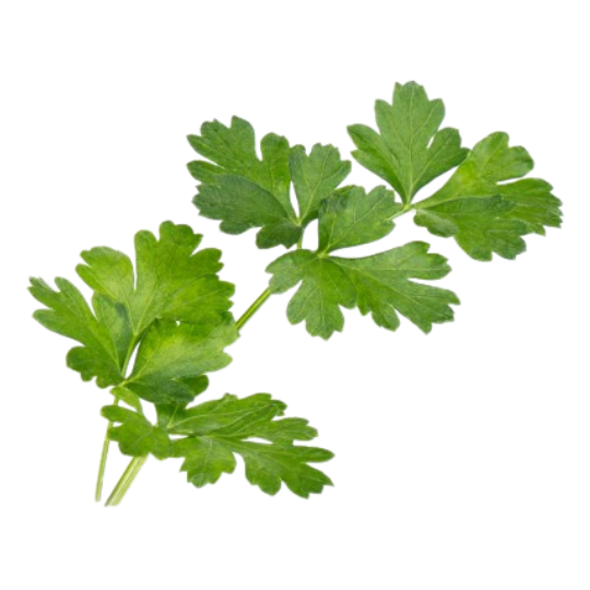 Flat Parsley (Petroselinum crispum var. neapolitanum)