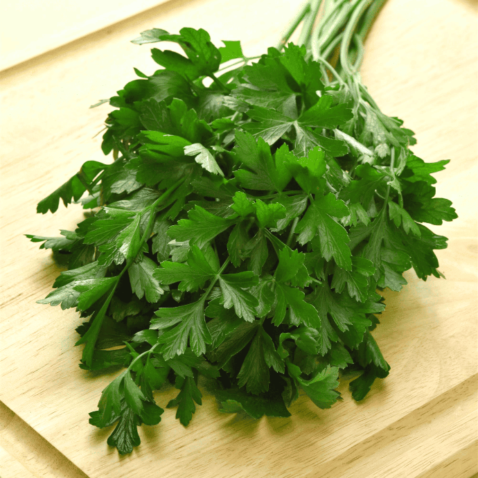 Persil Plat (Petroselinum crispum var. neapolitanum)