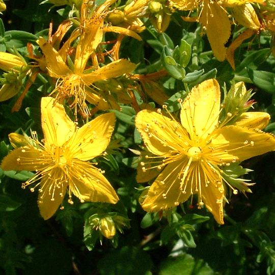 St. John's wort (Hypericum sp.)