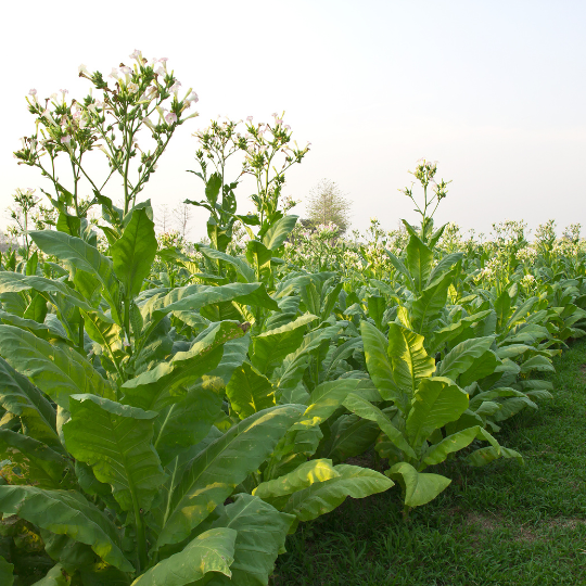 Tabac Sylvestre (Nicotiana sylvestris)