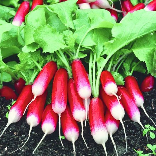 French Breakfast Radish (Raphanus sativus)