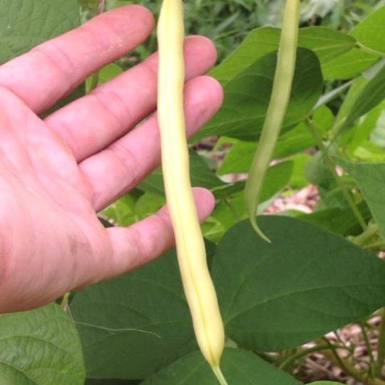 Daroi Pole Bean (Phaseolus vulgaris)