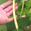 Daroi bean (Phaseolus vulgaris)