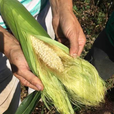 Maïs Country Gentleman (Zea mays)