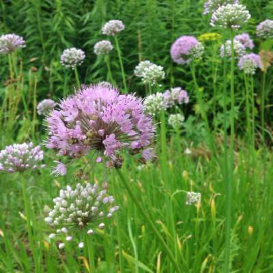 Ail vivace de Caroline (Allium carolinianum)